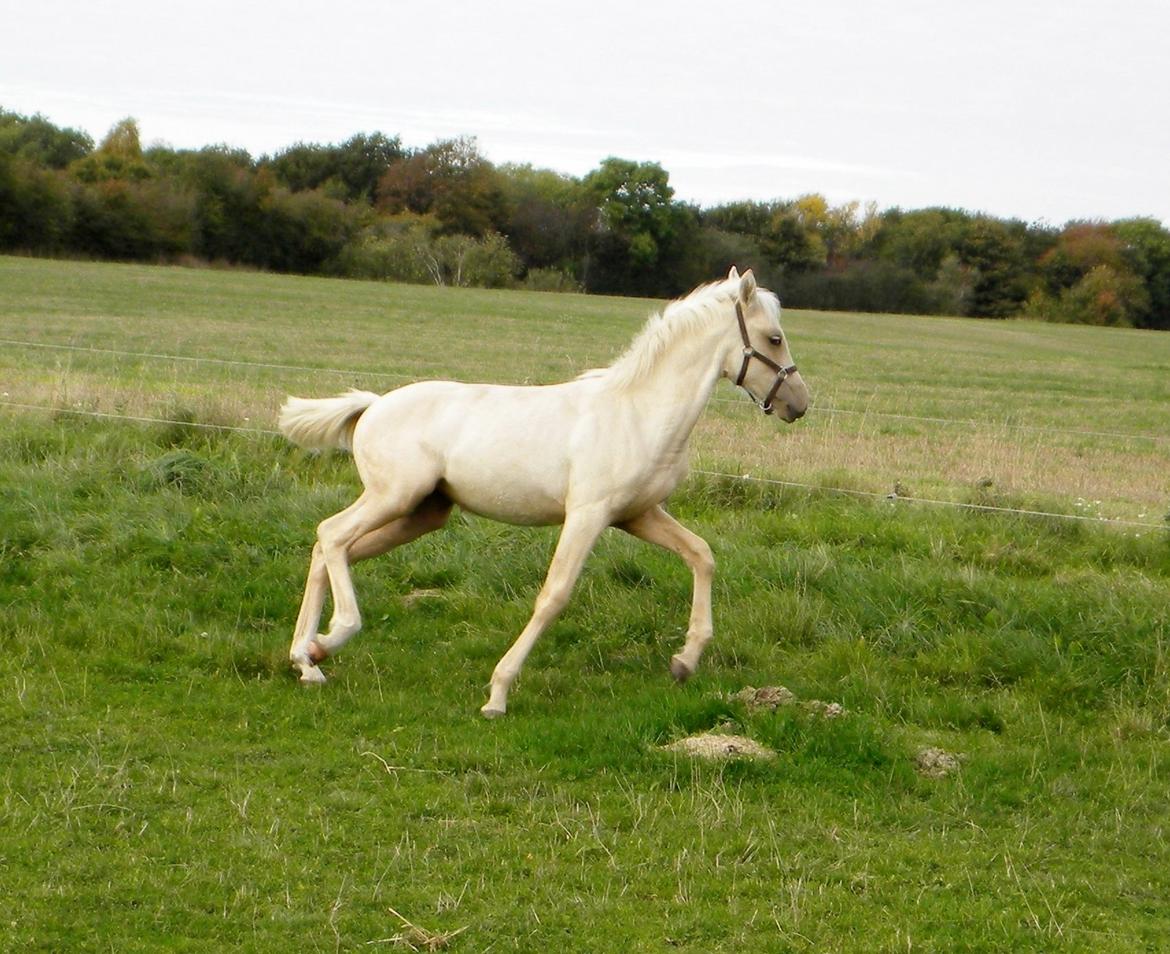 Anden særlig race Nørgaardhus's Cala - Nu bliver jeg vild!! :-P billede 3