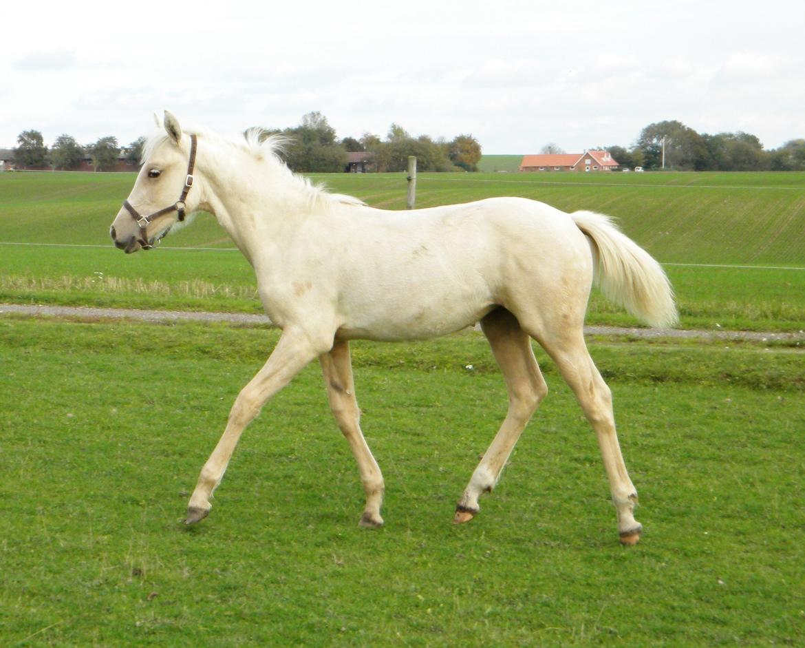 Anden særlig race Nørgaardhus's Cala - 5 måneder gammel.. billede 2