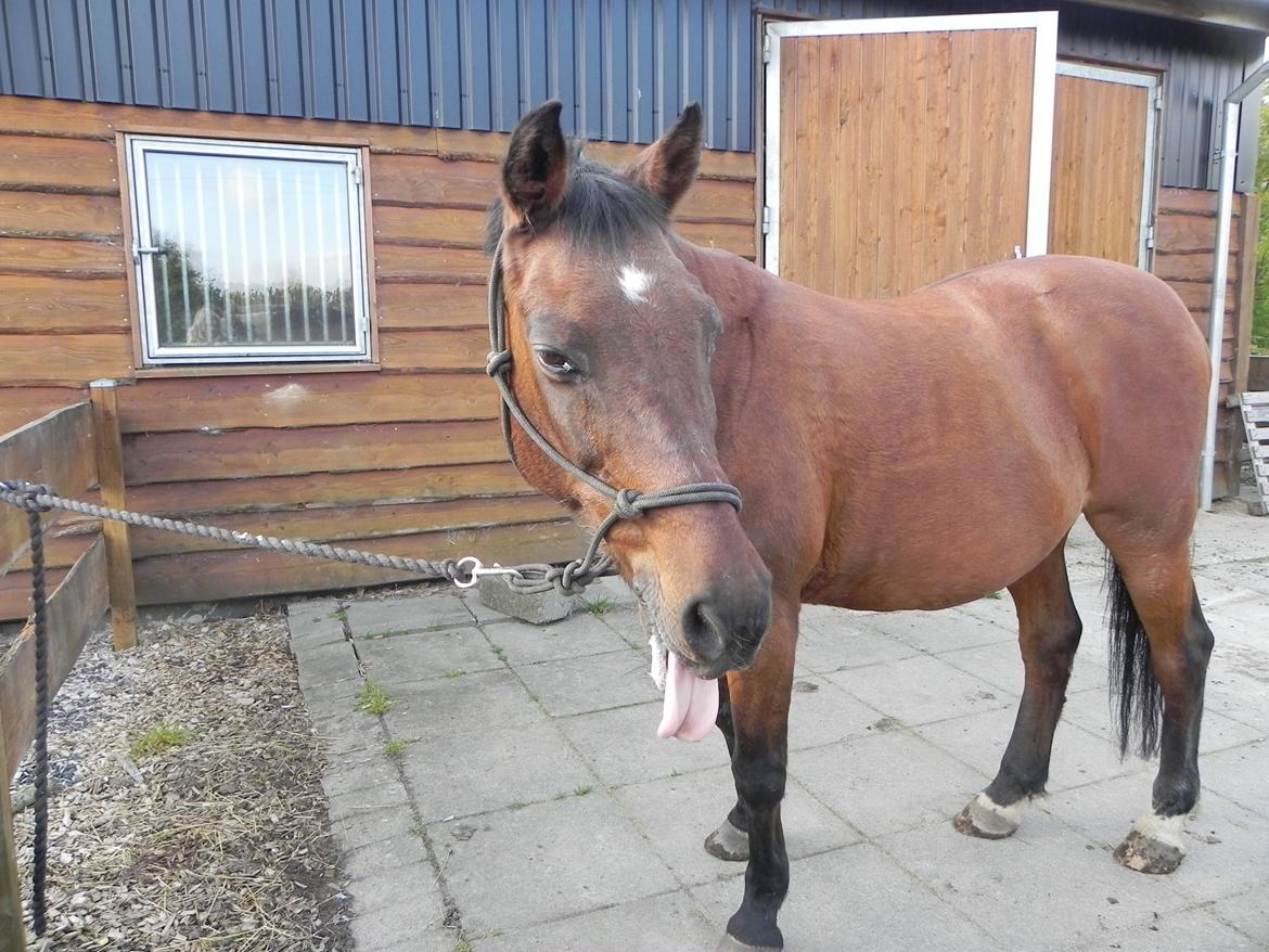 Anden særlig race Diango (miss) billede 14