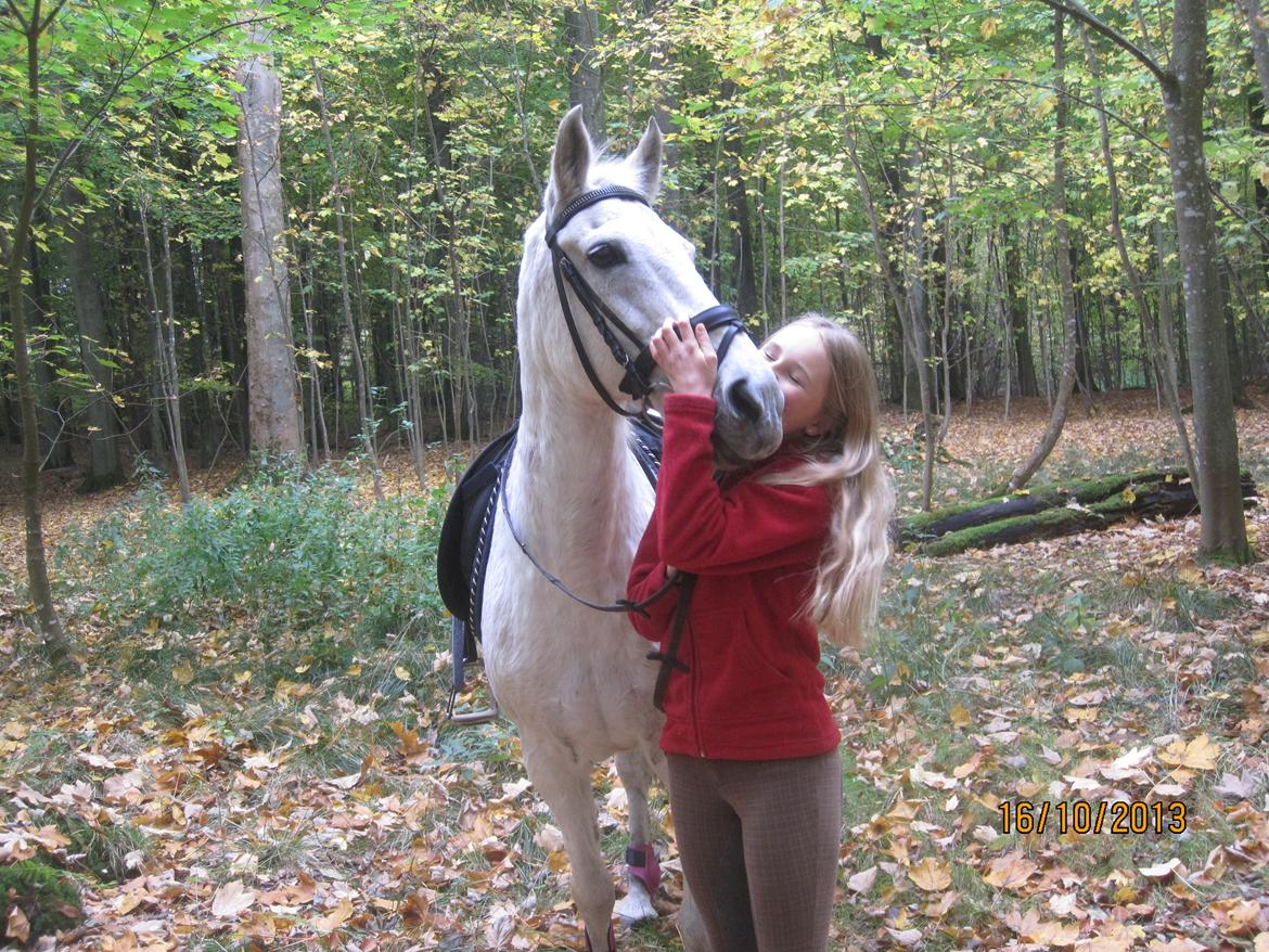 Anden særlig race Mon Cherie (Himmelhest) - LOVE OF MY LIFE... billede 14