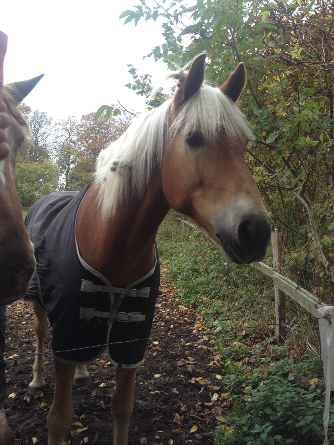 Tyroler Haflinger Wilox billede 19