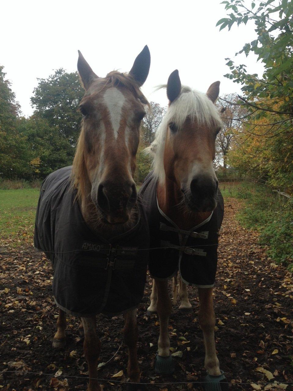 Tyroler Haflinger Wilox billede 22