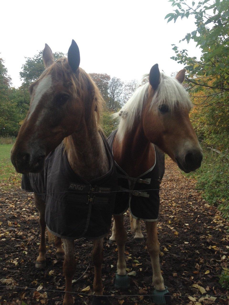 Tyroler Haflinger Wilox billede 24