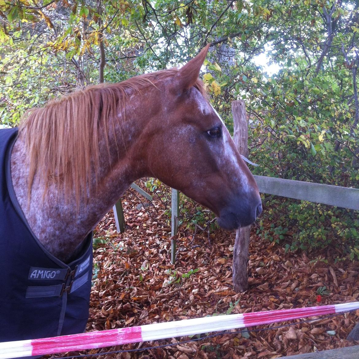 Knabstrupper Rughavens Tornado billede 16