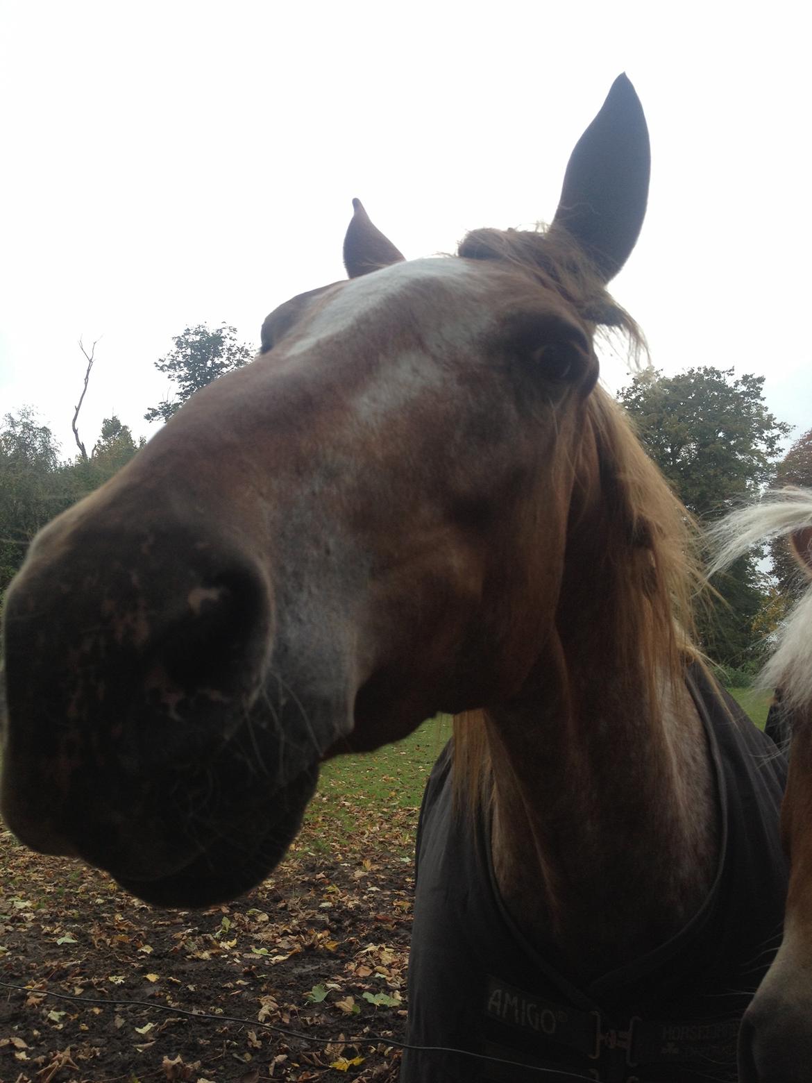 Knabstrupper Rughavens Tornado billede 17