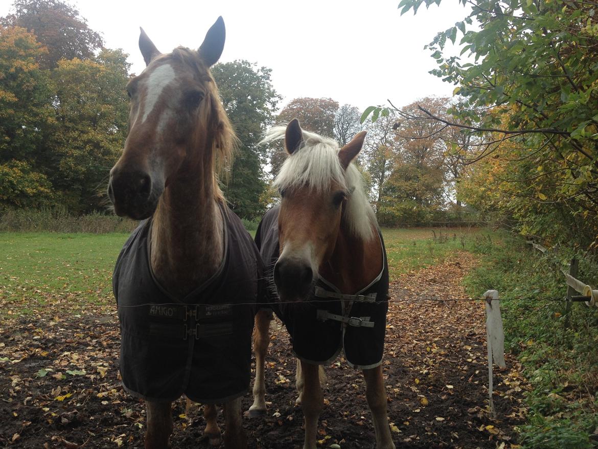 Knabstrupper Rughavens Tornado billede 18