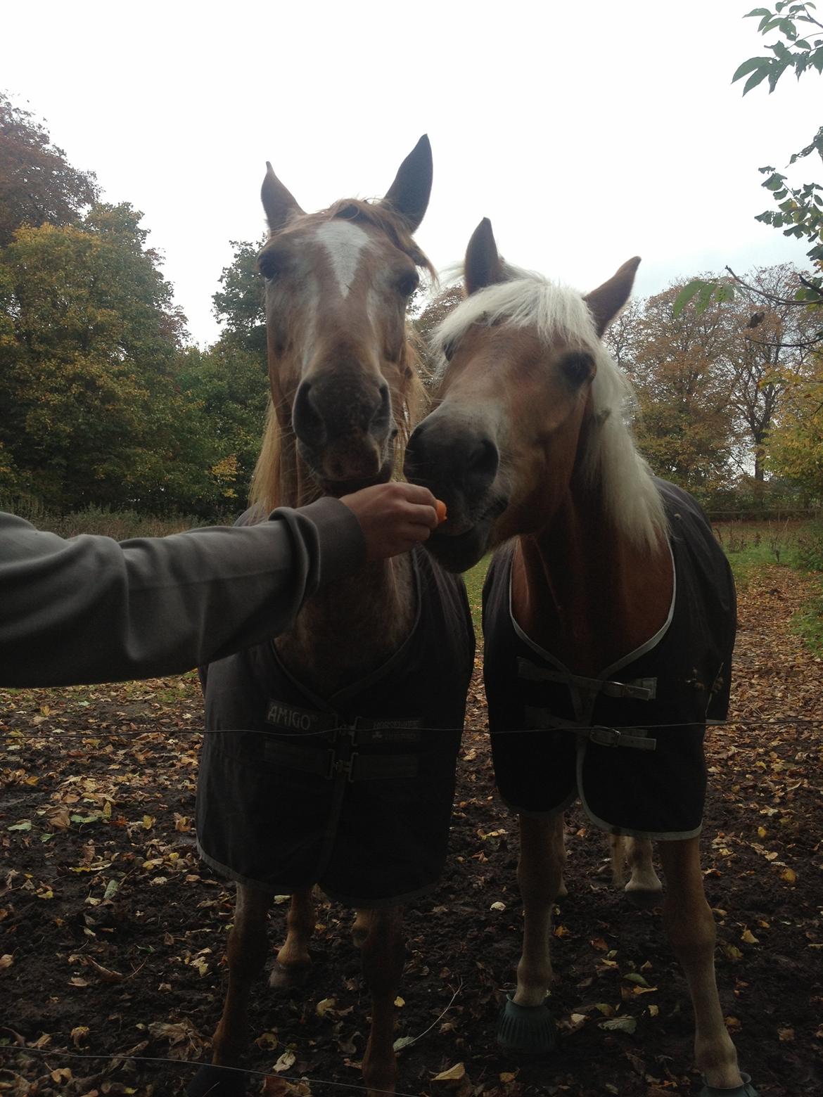 Knabstrupper Rughavens Tornado billede 19