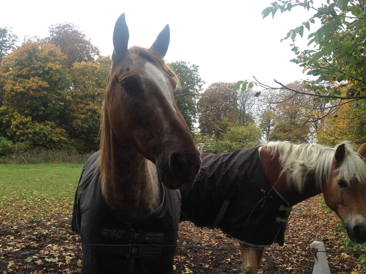 Knabstrupper Rughavens Tornado billede 20