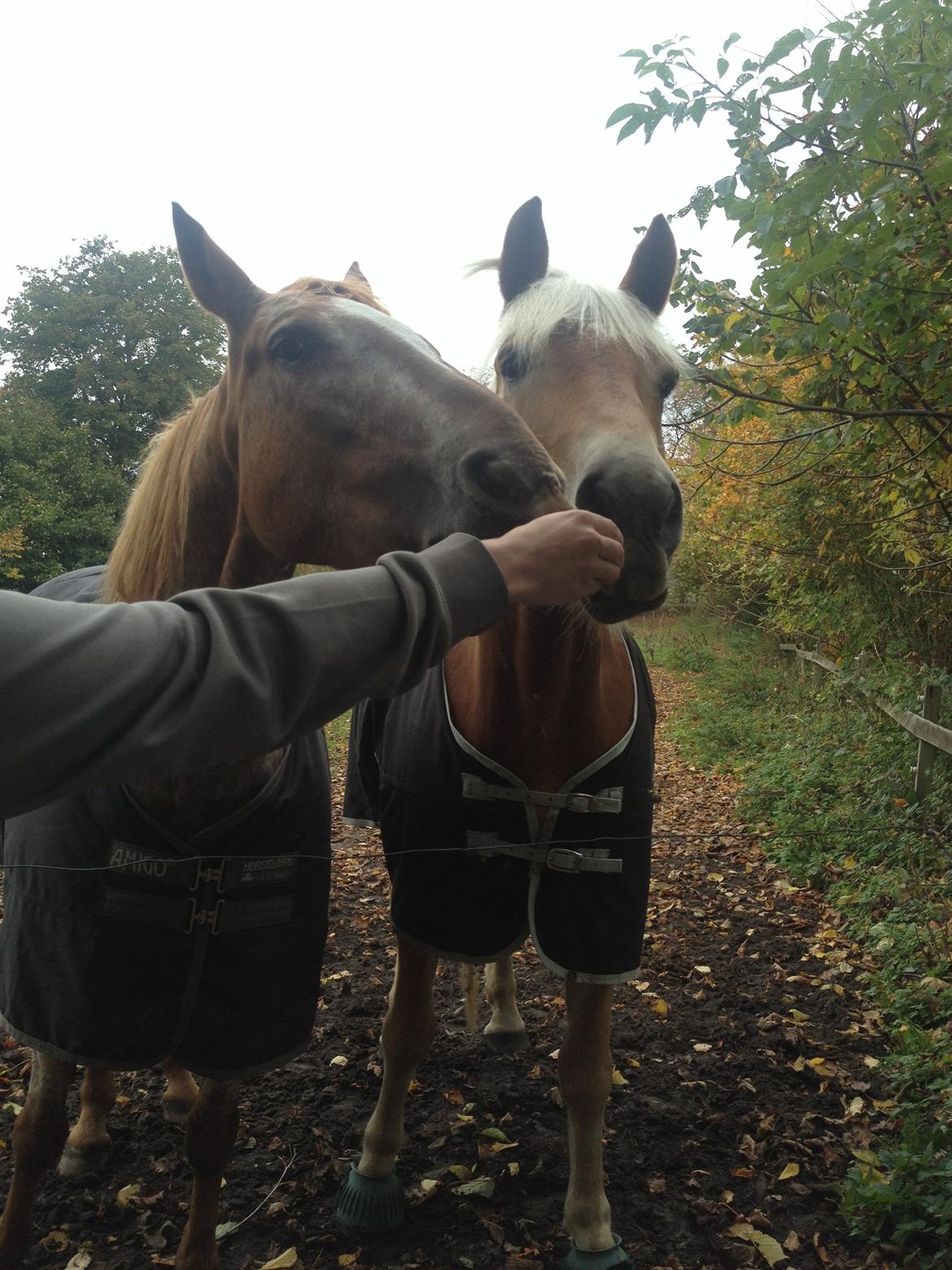 Knabstrupper Rughavens Tornado billede 21