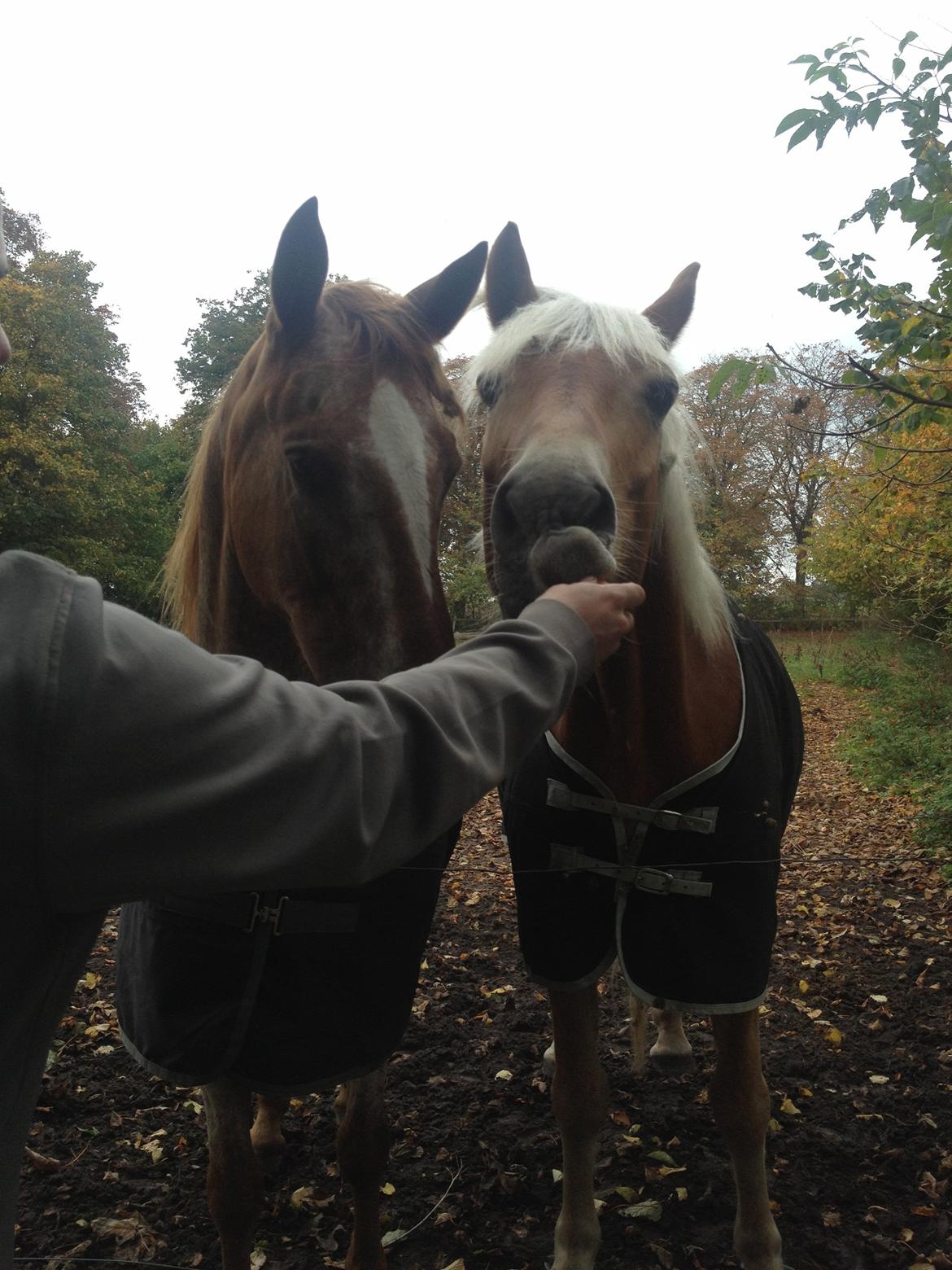 Knabstrupper Rughavens Tornado billede 22