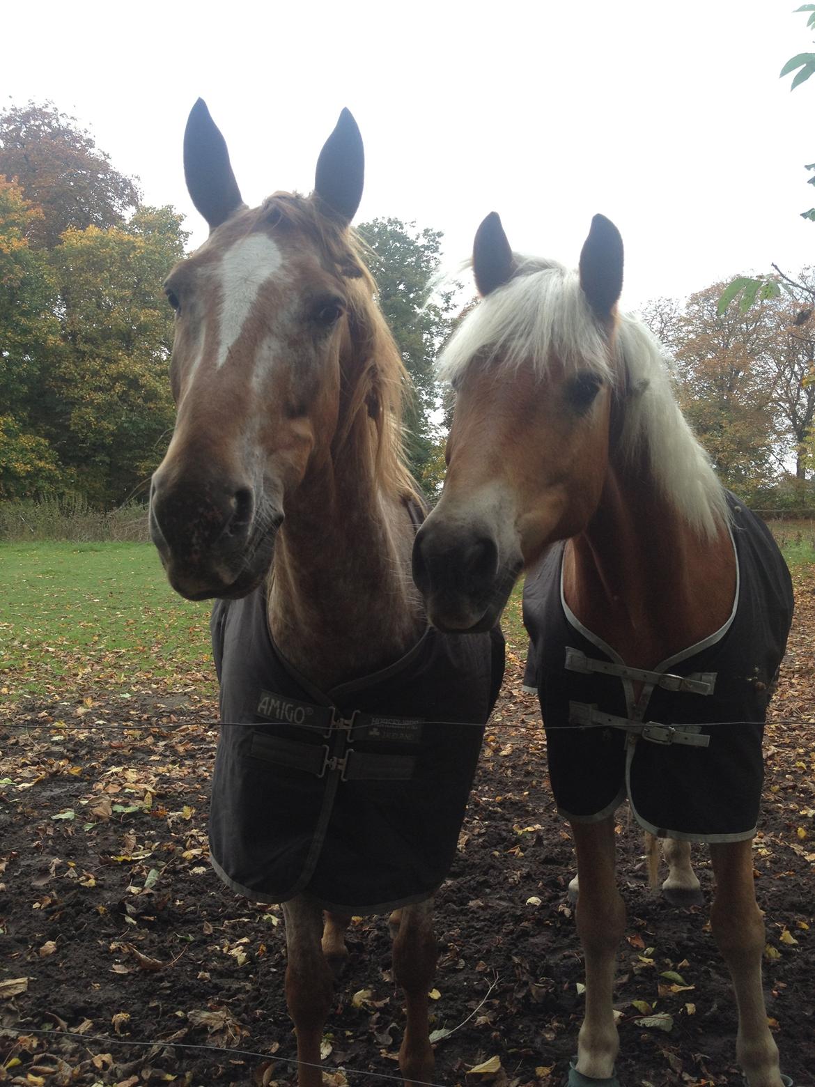 Knabstrupper Rughavens Tornado billede 23