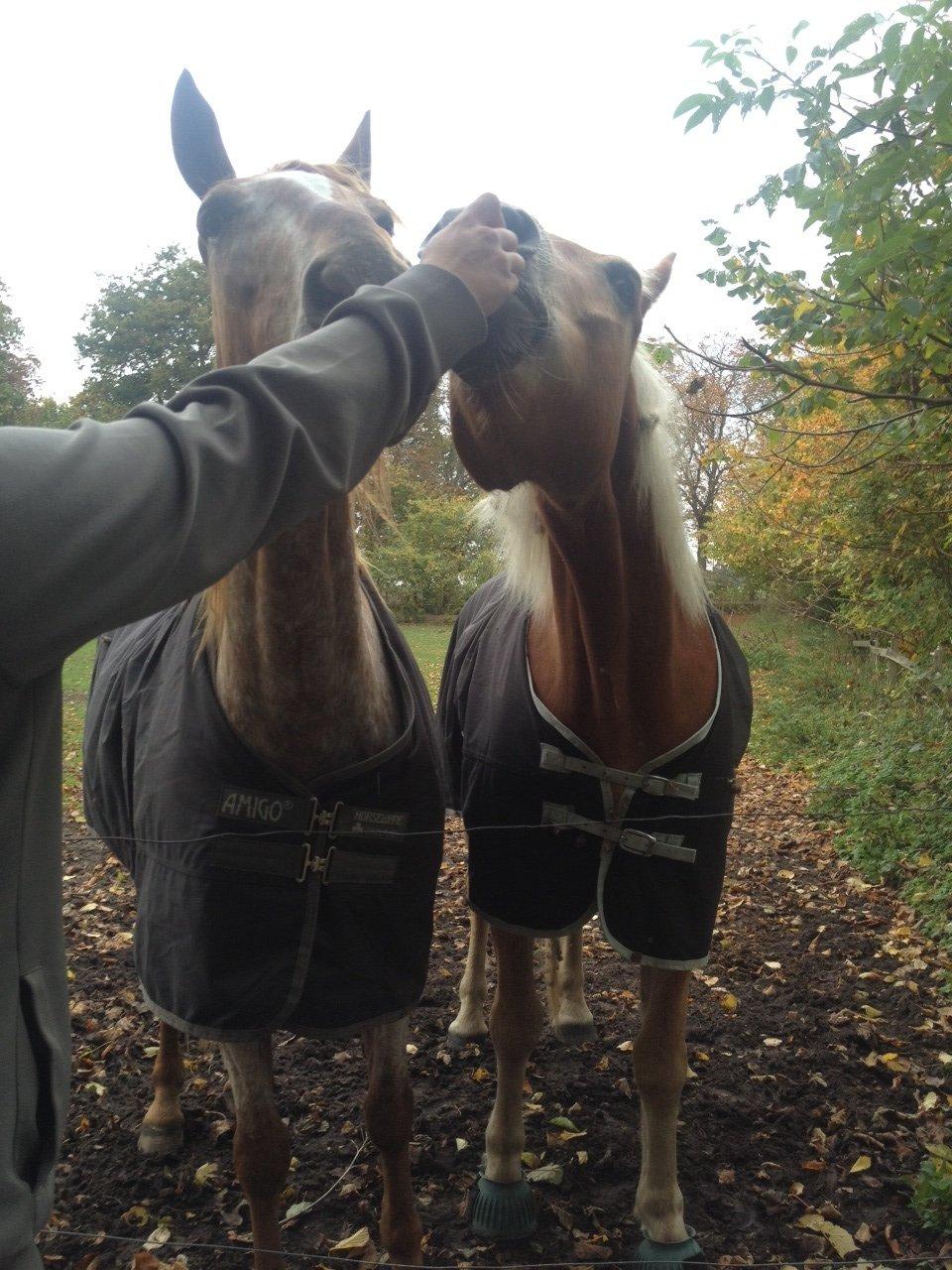 Knabstrupper Rughavens Tornado billede 24