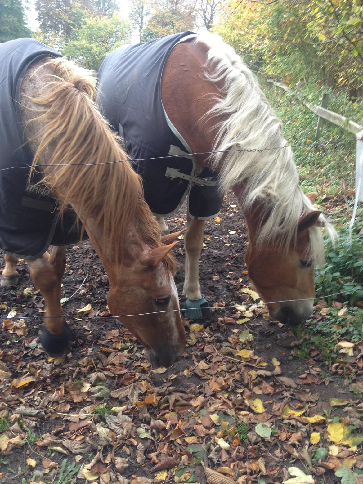 Knabstrupper Rughavens Tornado billede 26