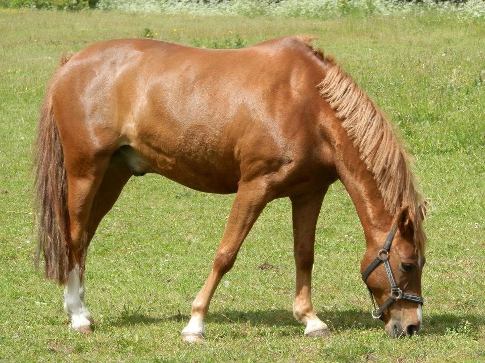 New Forest Marquis De Rebel - Hans første dag på Viborgrideklub :) billede 1