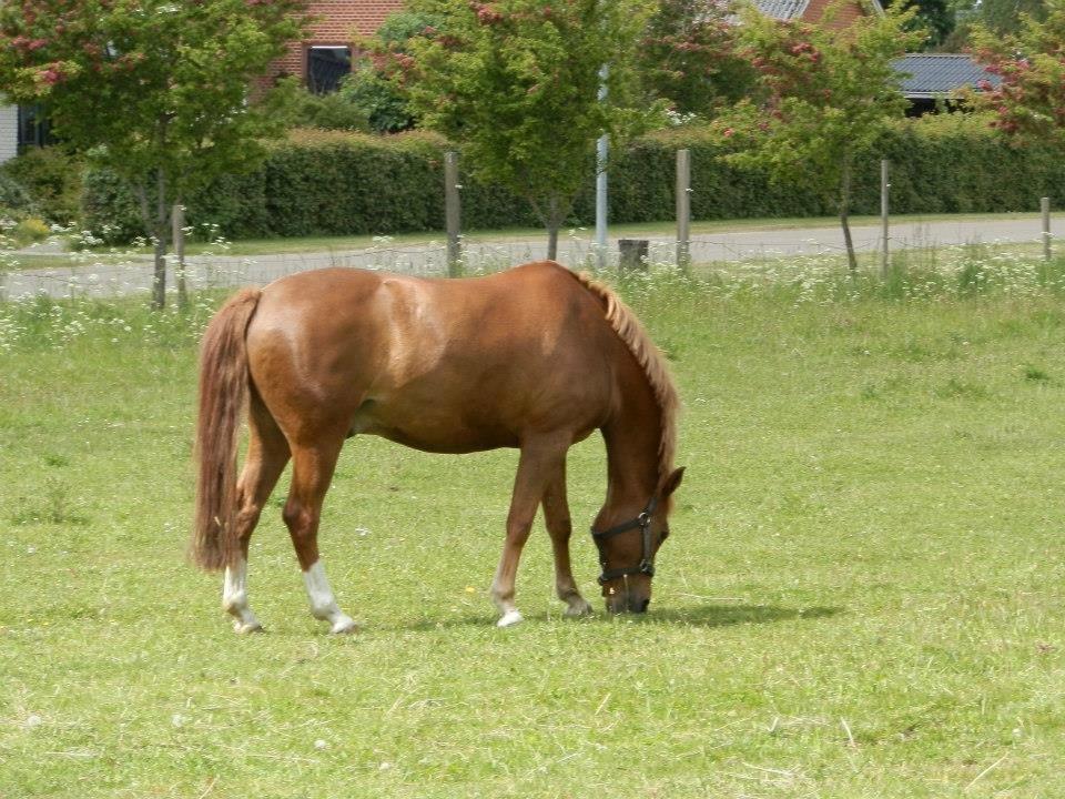 New Forest Marquis De Rebel - My one and only love <3 billede 2