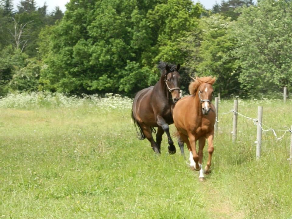 New Forest Marquis De Rebel - Min mors hest skal lige tjekke Marqui ud <3 billede 3
