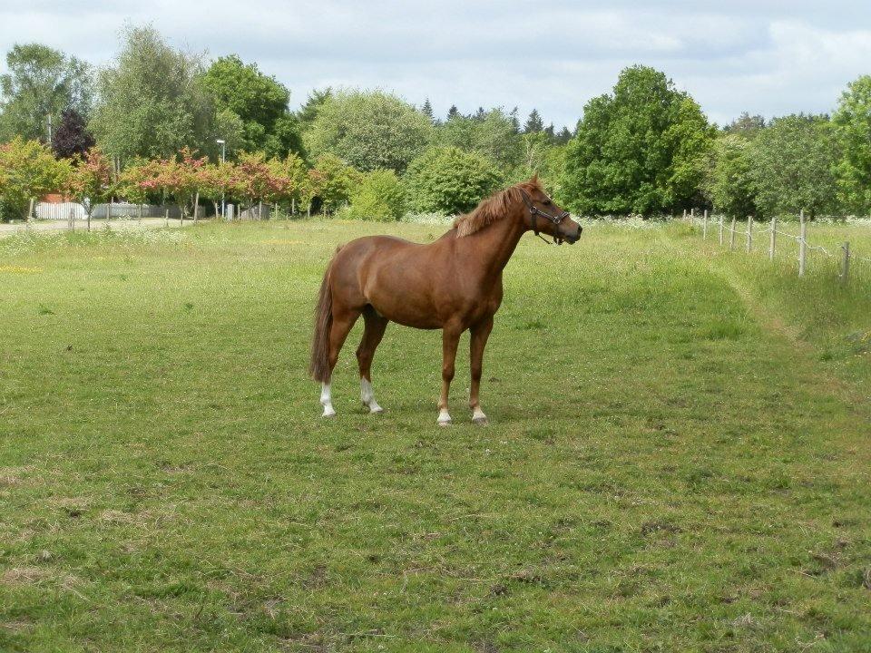 New Forest Marquis De Rebel - "hov hvad er der lige derovre" billede 4