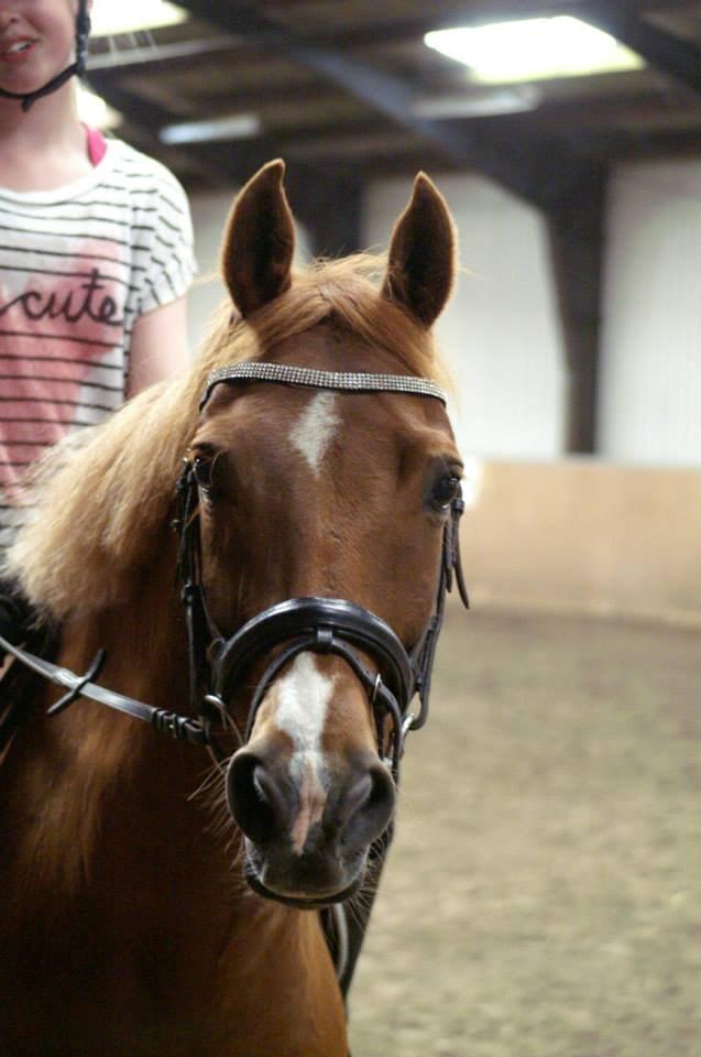 New Forest Marquis De Rebel - MIn første ridetur på den fantastiske pony billede 5