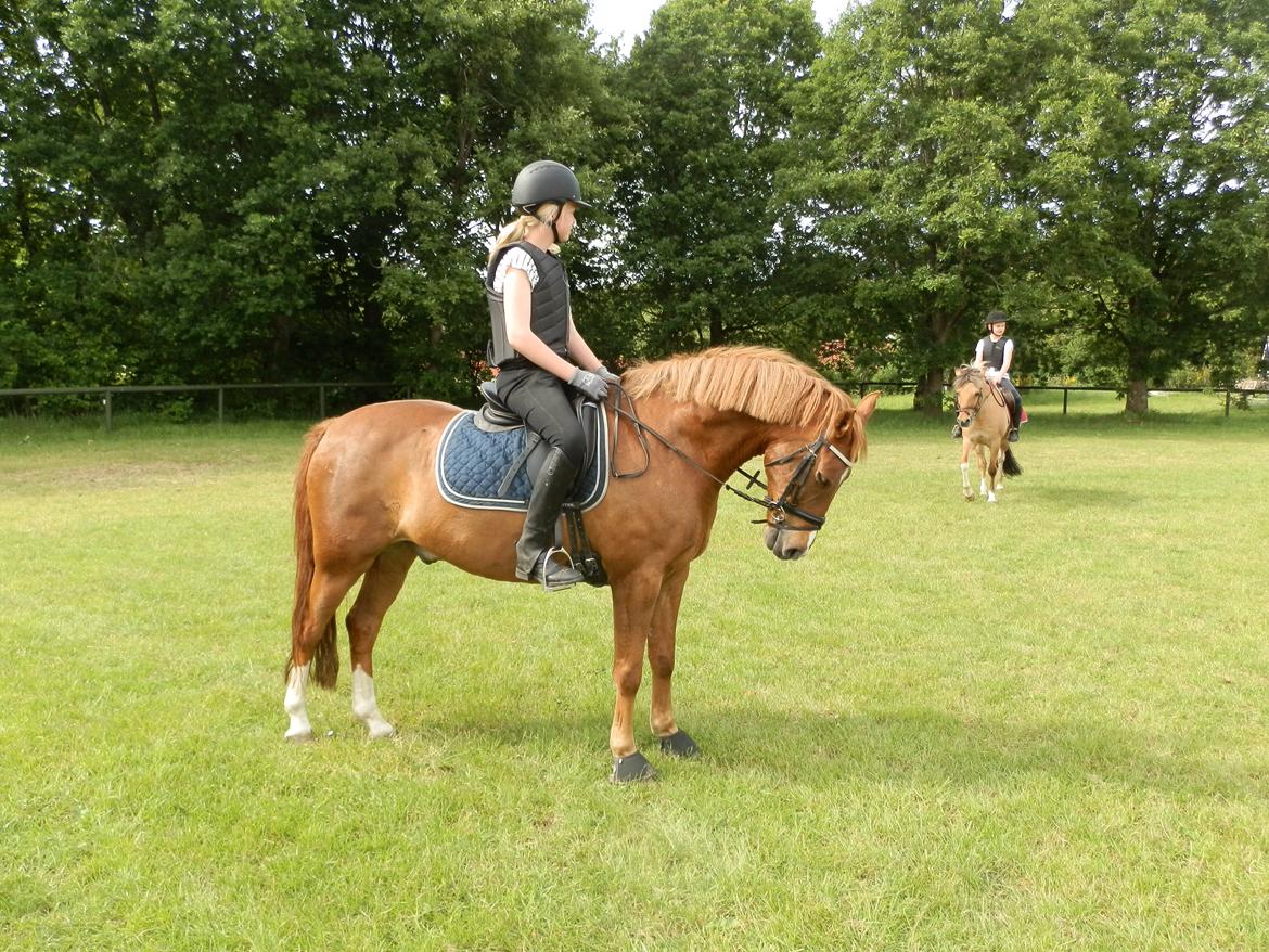 New Forest Marquis De Rebel - så skal der lige tjekkes spring! <3 billede 6