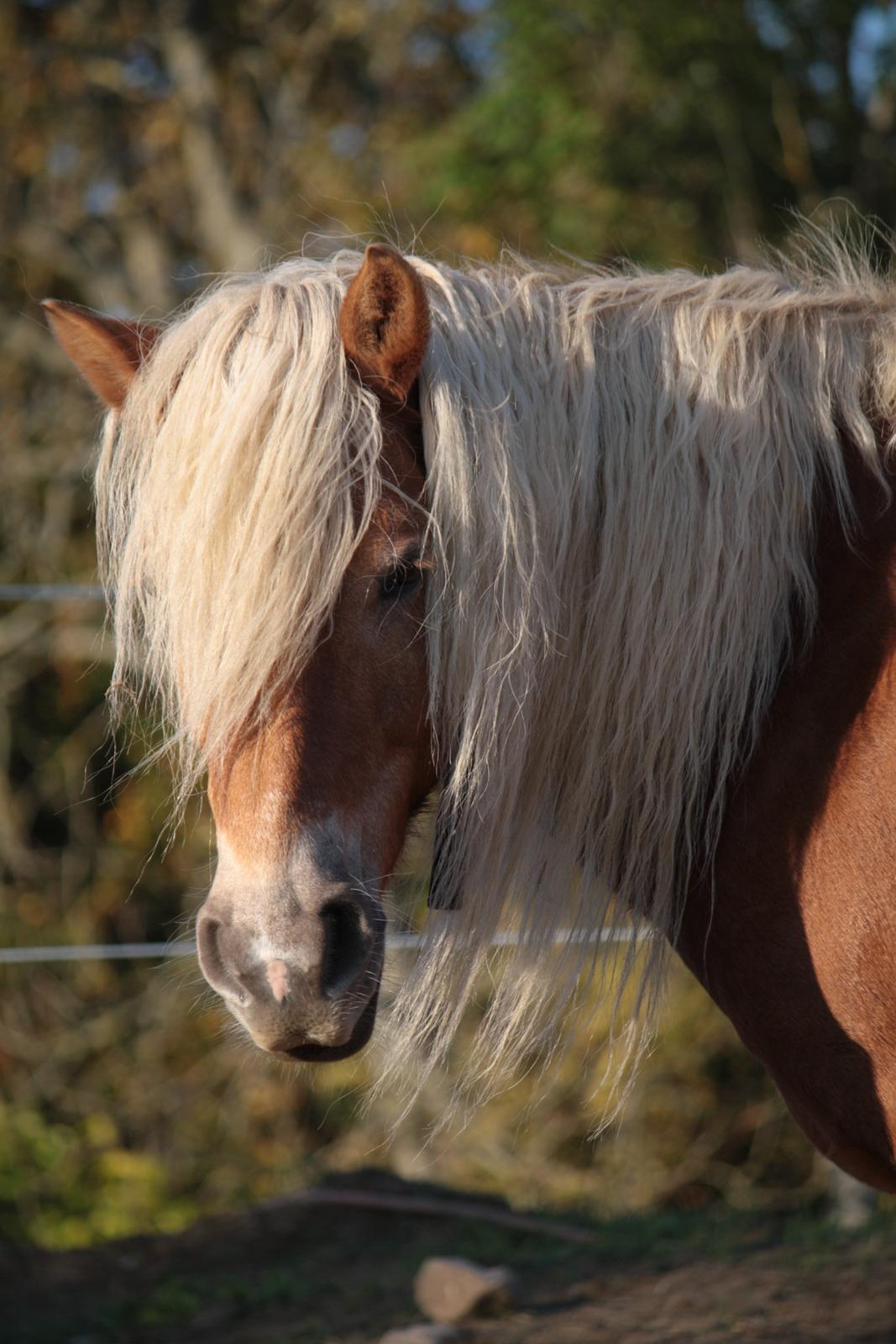 Haflinger Morgan billede 1