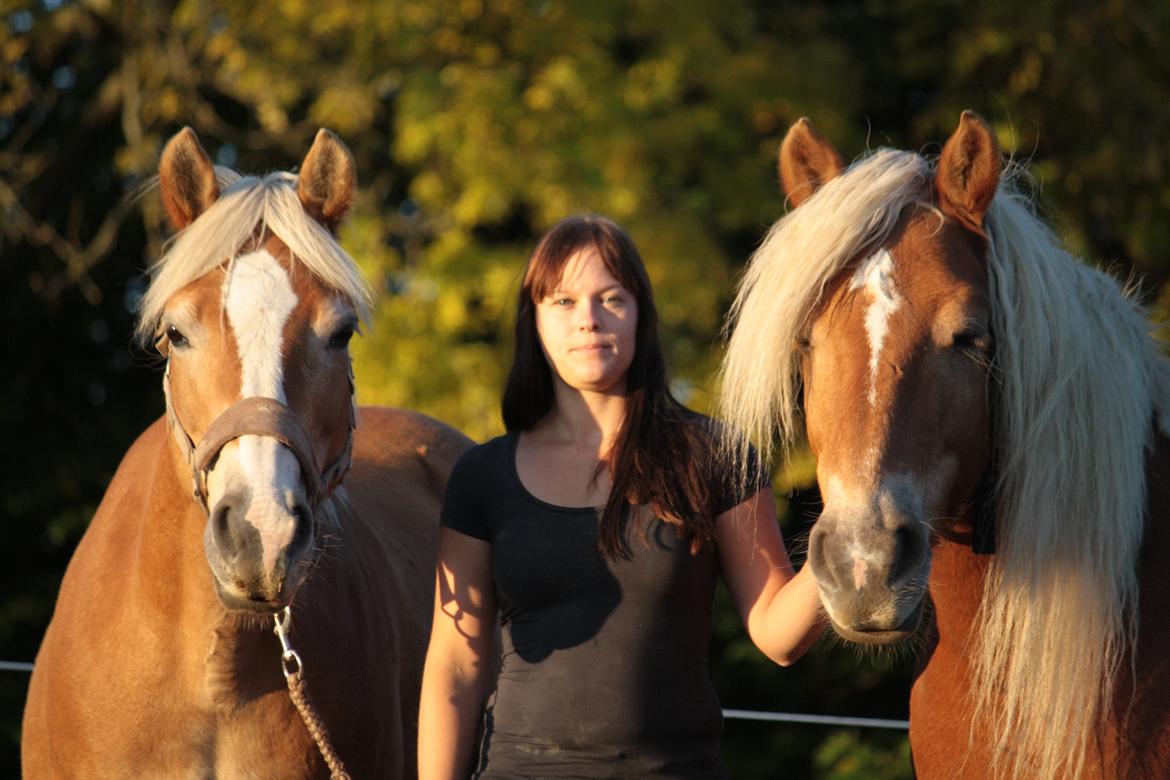 Haflinger Morgan billede 13