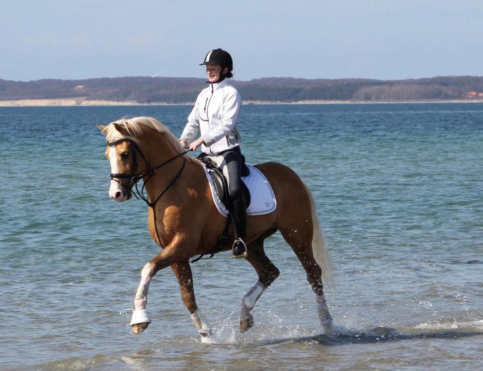 Palomino Shulay Gold Fever *Hingst* billede 4