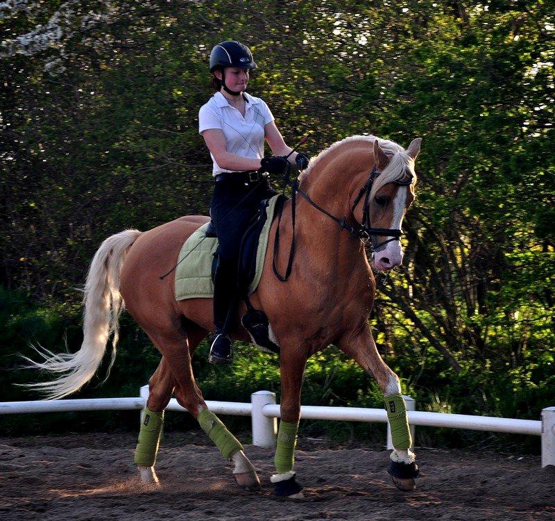 Palomino Shulay Gold Fever *Hingst* billede 15