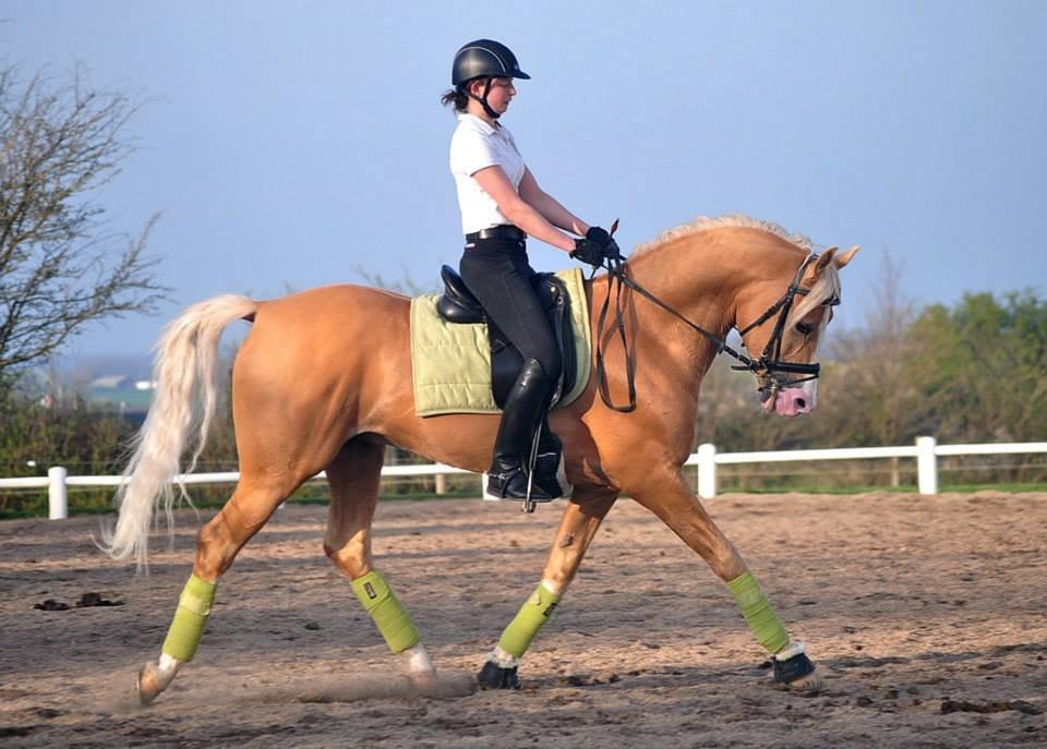 Palomino Shulay Gold Fever *Hingst* billede 13