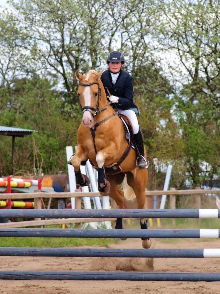 Palomino Shulay Gold Fever *Hingst* billede 3