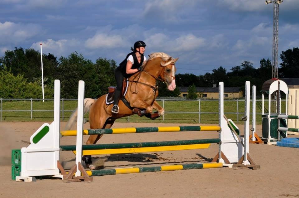 Palomino Shulay Gold Fever *Hingst* billede 11