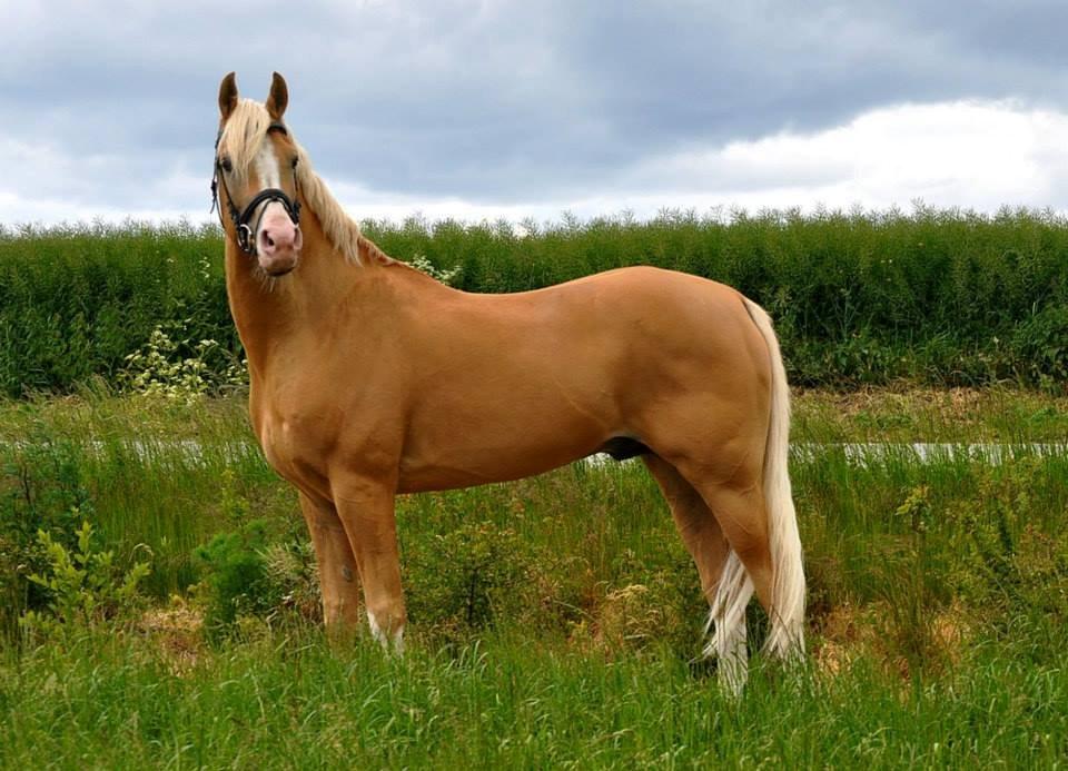 Palomino Shulay Gold Fever *Hingst* billede 5