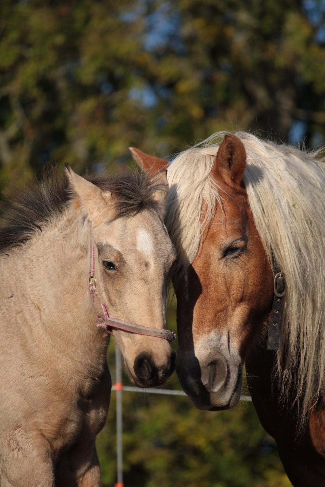 Haflinger Morgan billede 18