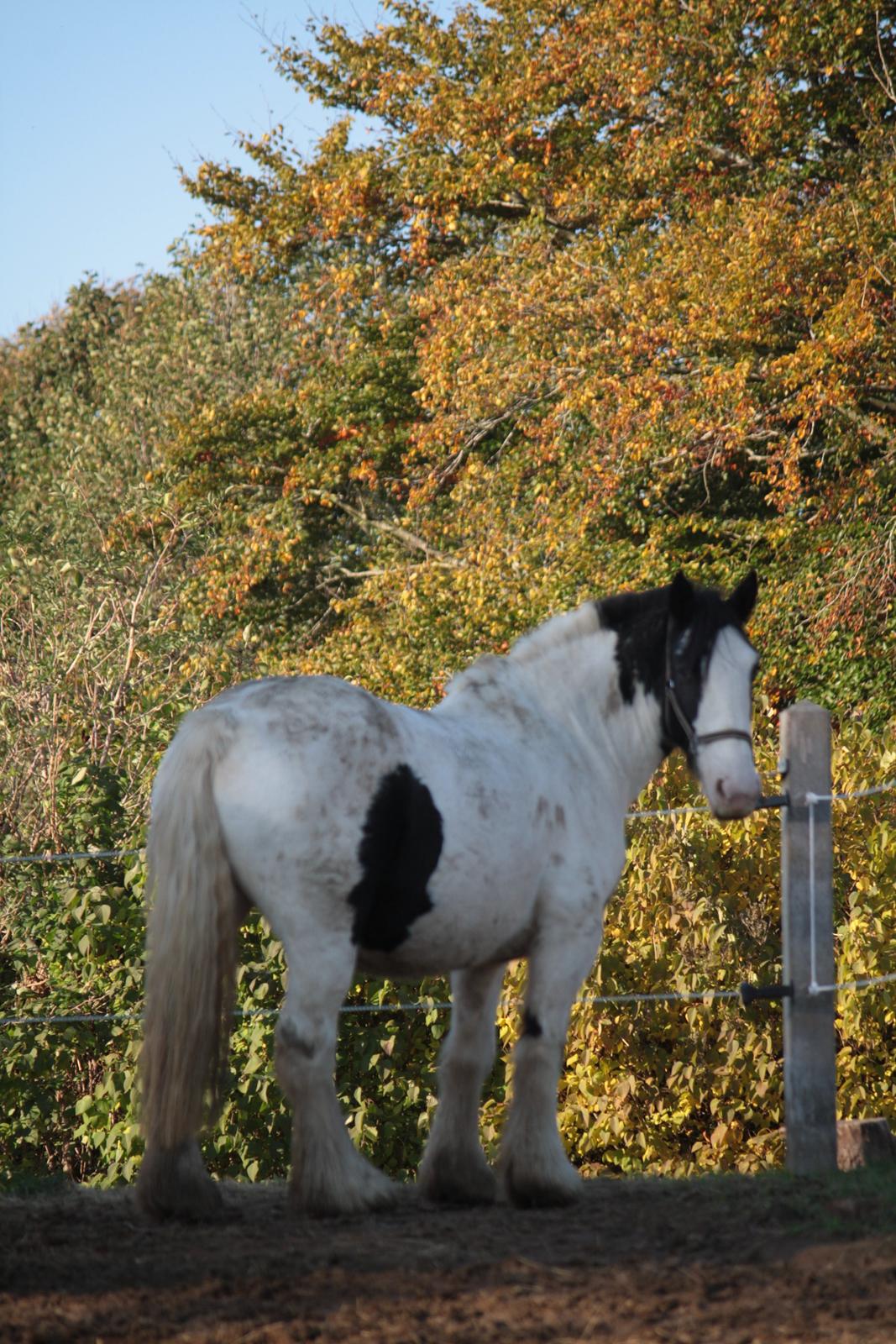 Tinker Auburn Flyer billede 1