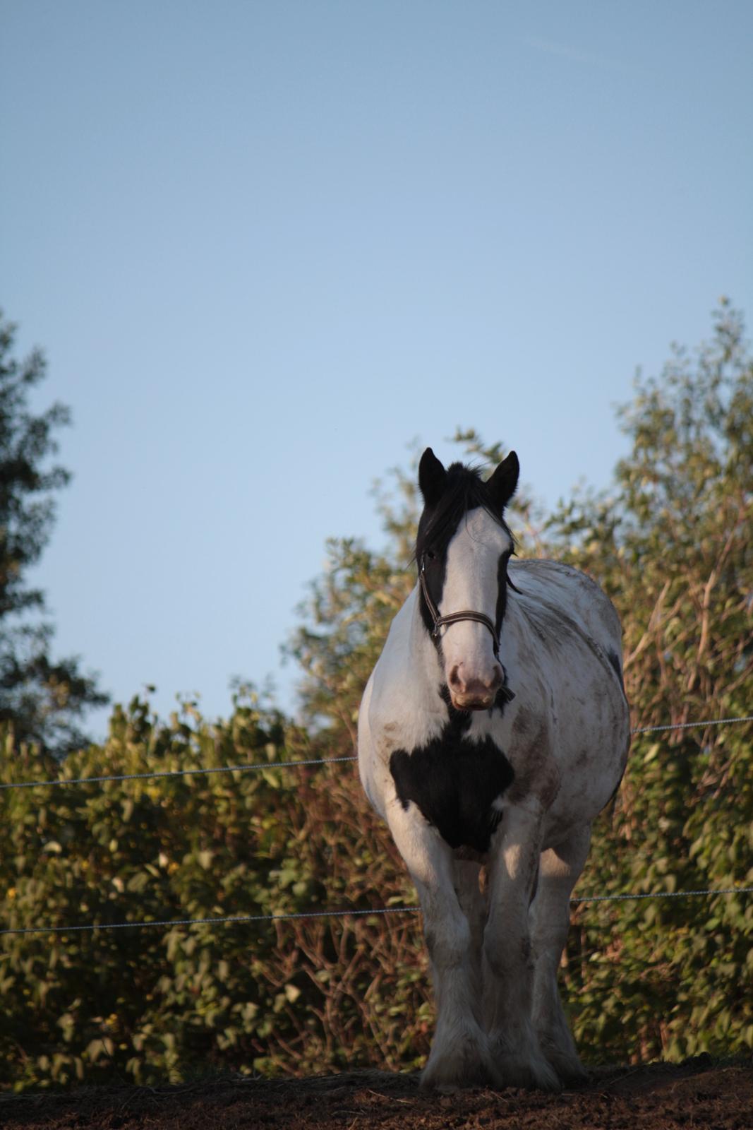 Tinker Auburn Flyer billede 2