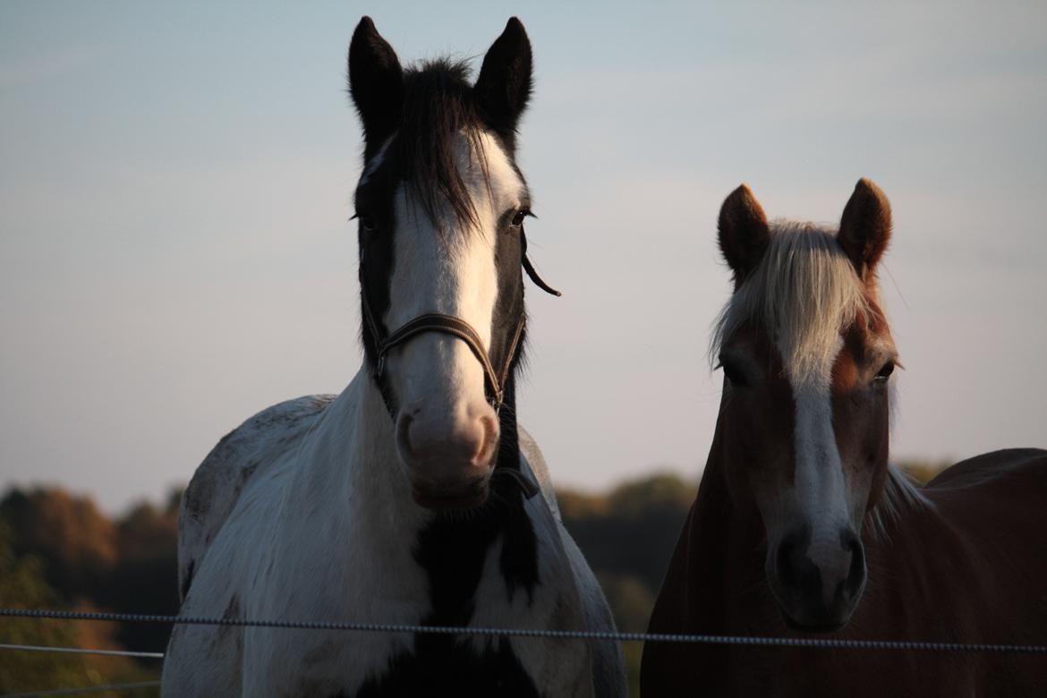 Tinker Auburn Flyer billede 3