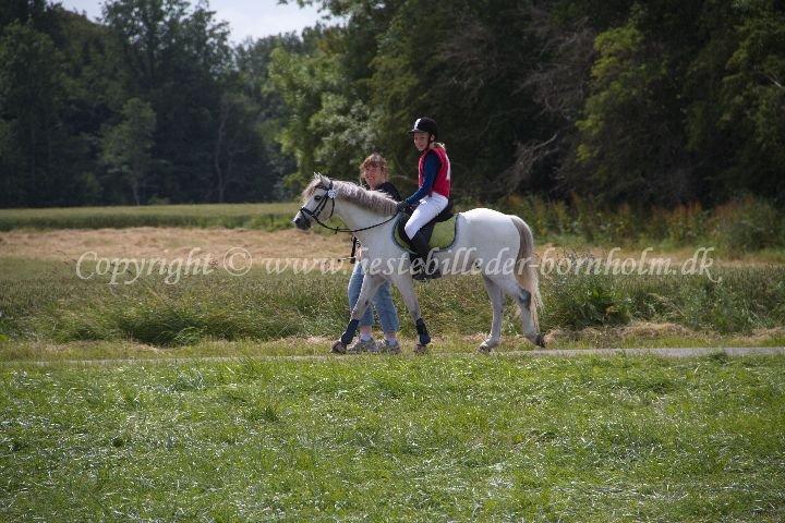 Anden særlig race Hyldeholts Butterfly billede 1