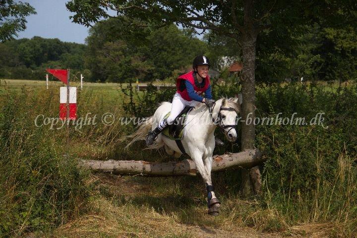 Anden særlig race Hyldeholts Butterfly billede 2