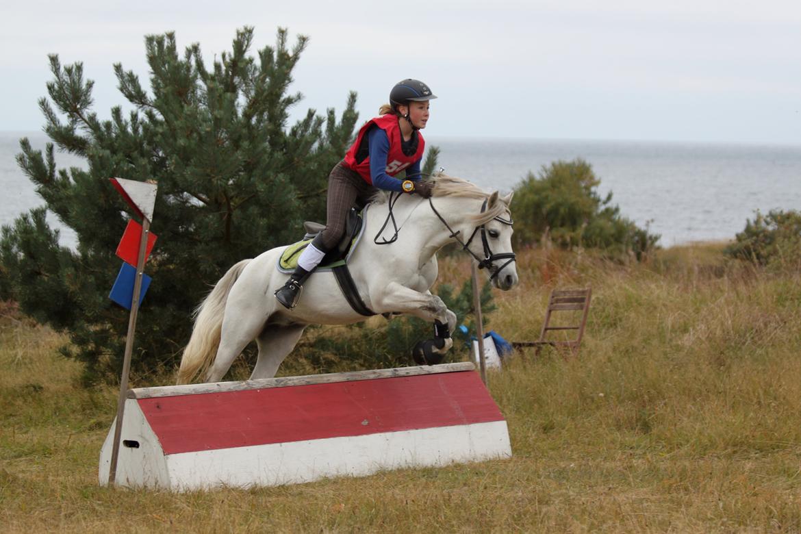 Anden særlig race Hyldeholts Butterfly billede 3