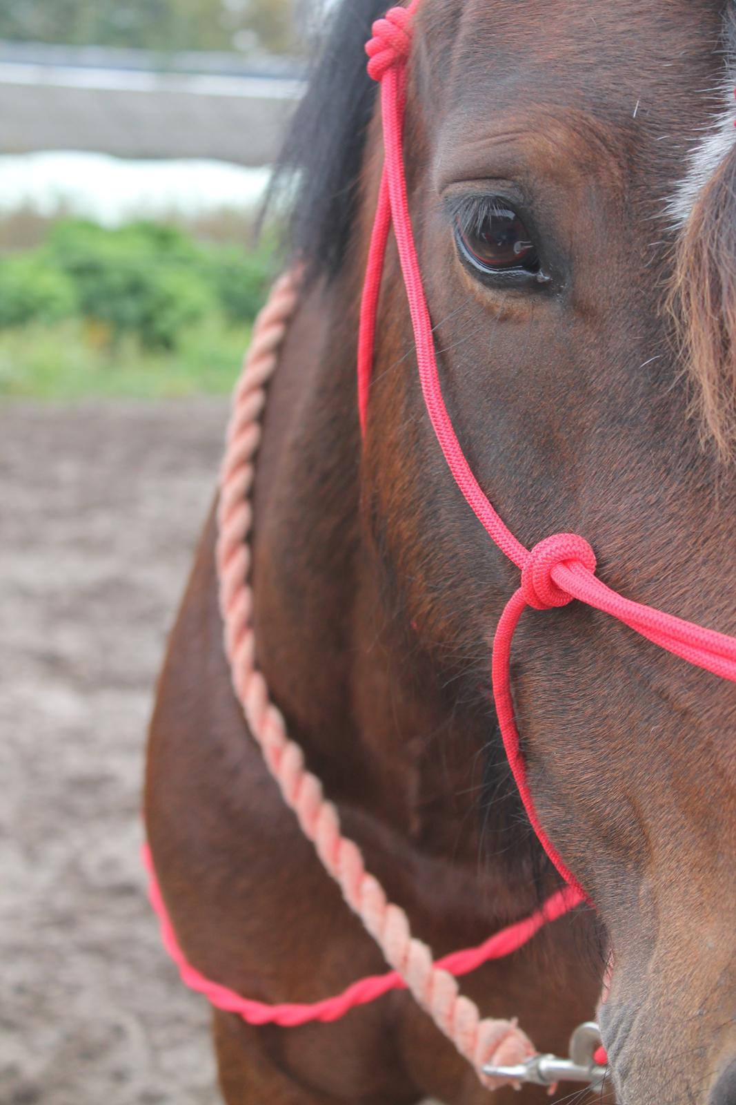 Welsh Pony af Cob-type (sec C) Chameur! billede 17