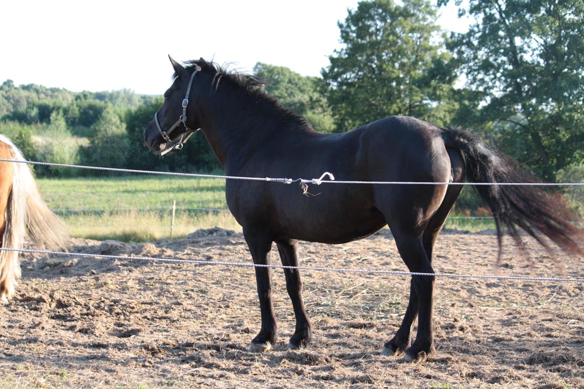 Anden særlig race Musse billede 2