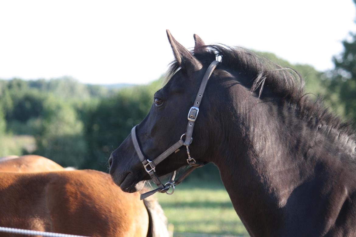 Anden særlig race Musse billede 3