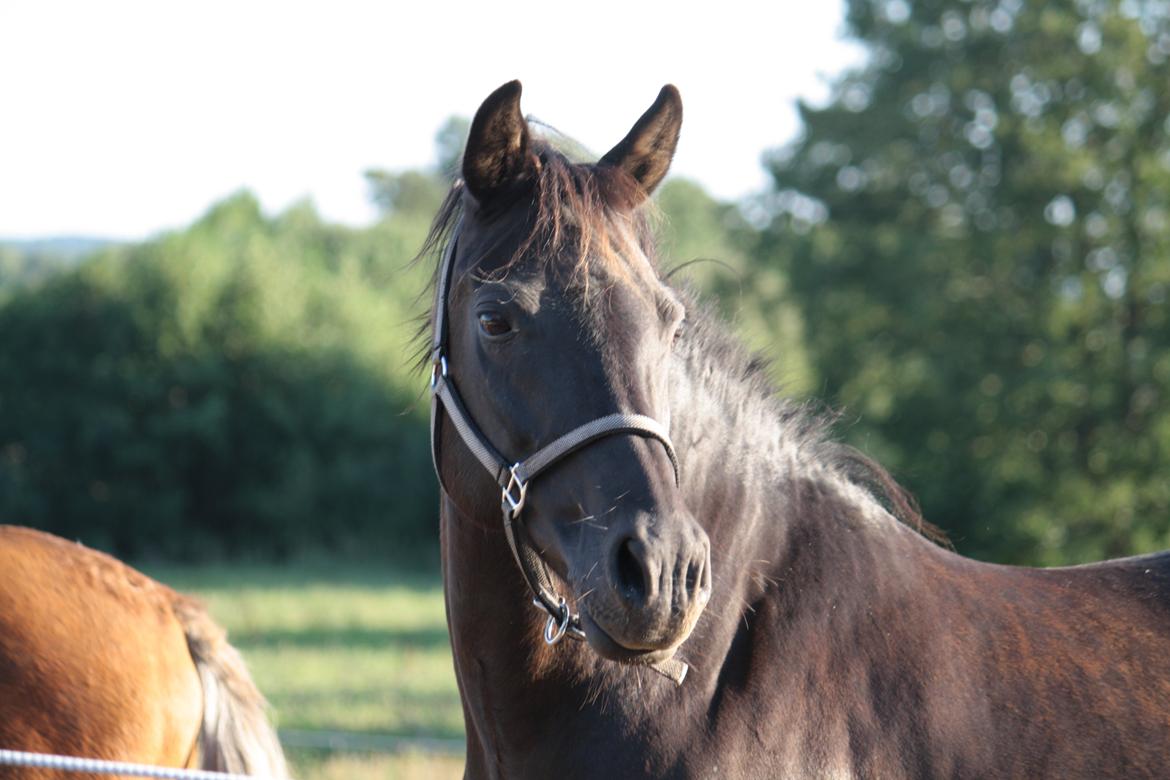 Anden særlig race Musse billede 4