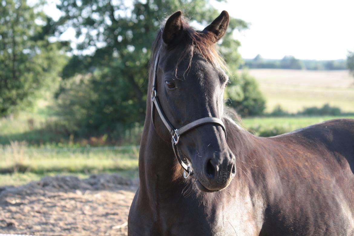 Anden særlig race Musse billede 1