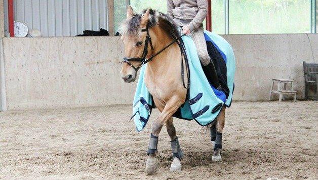 Anden særlig race Giggi billede 12