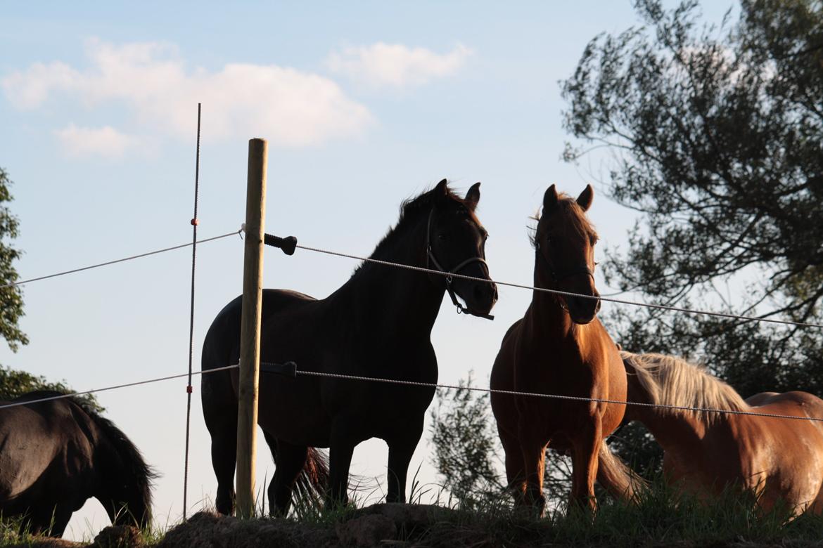 Anden særlig race Musse billede 5