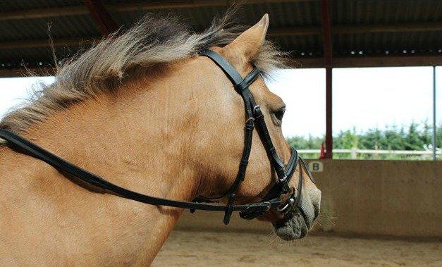 Anden særlig race Giggi billede 13