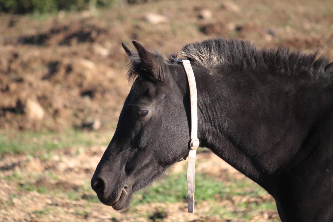 Anden særlig race Musse billede 8