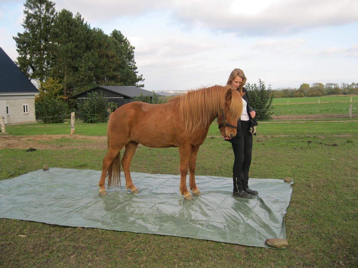 Islænder Hvöt fra Viderup - Over en presenning, intet problem.  billede 3