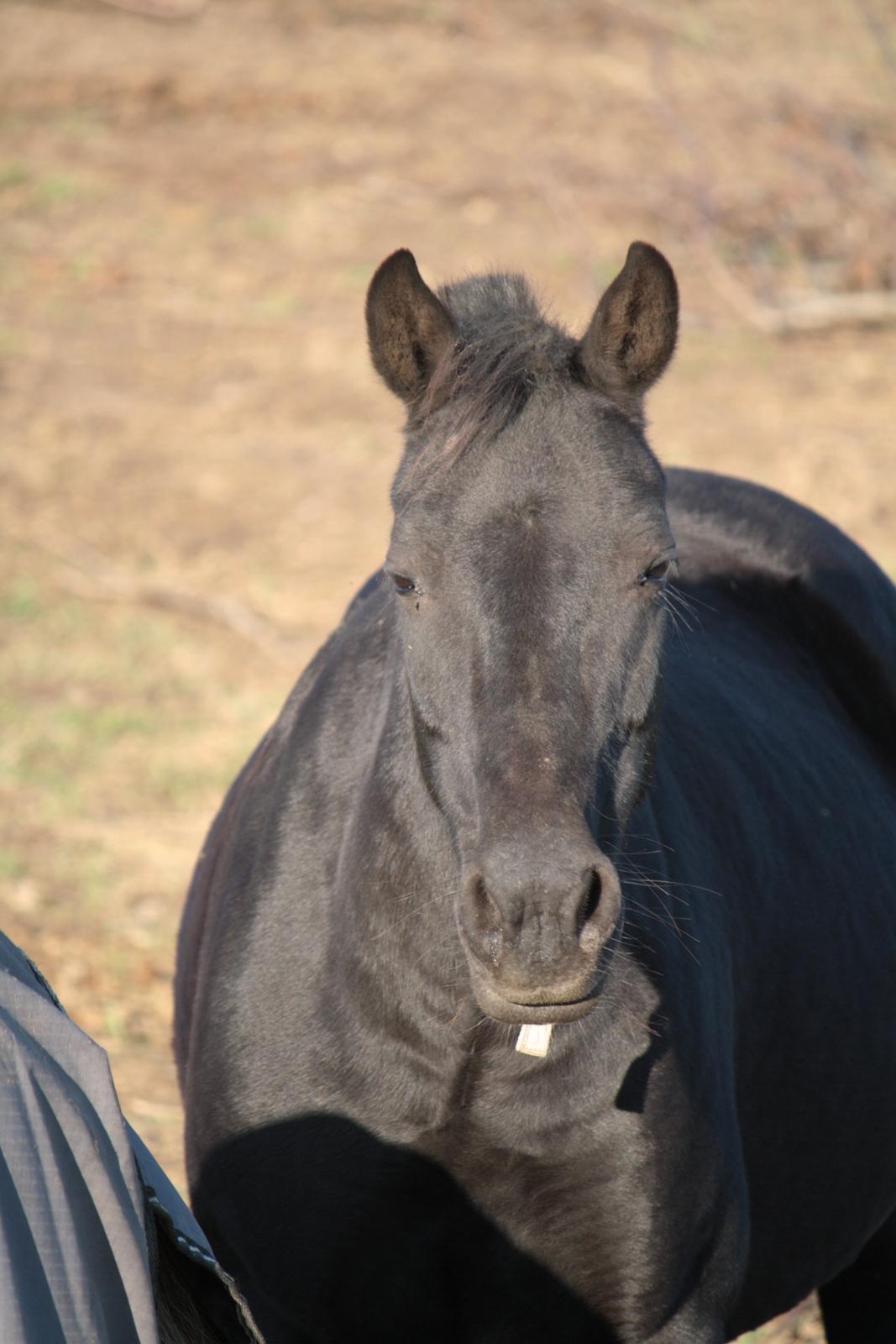 Anden særlig race Musse billede 9