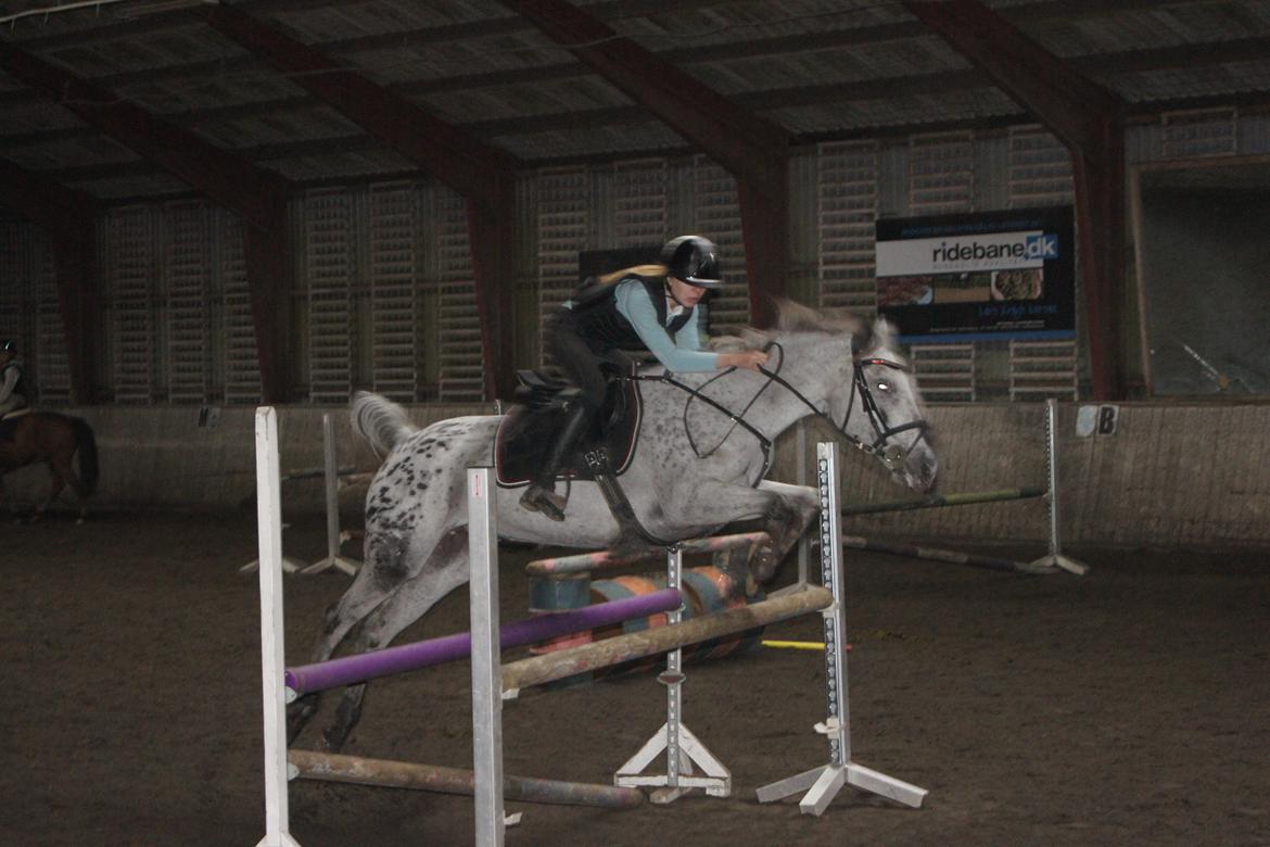 Knabstrupper Mistry<3 A pony - Springtræning-110 cm. <3 verdens bedste billede 6